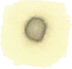 Quick Insoluble Test Quick Insoluble Test